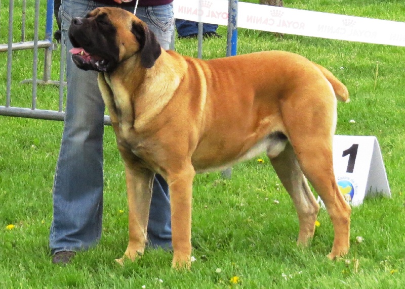 Fulvo bello du domaine de la Goupillère