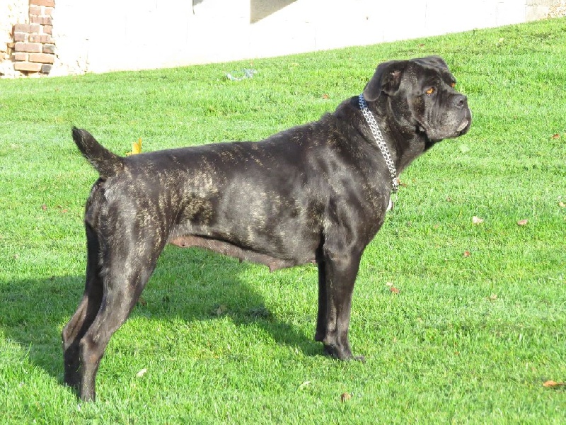 Farah des Gardiens du Panthéon