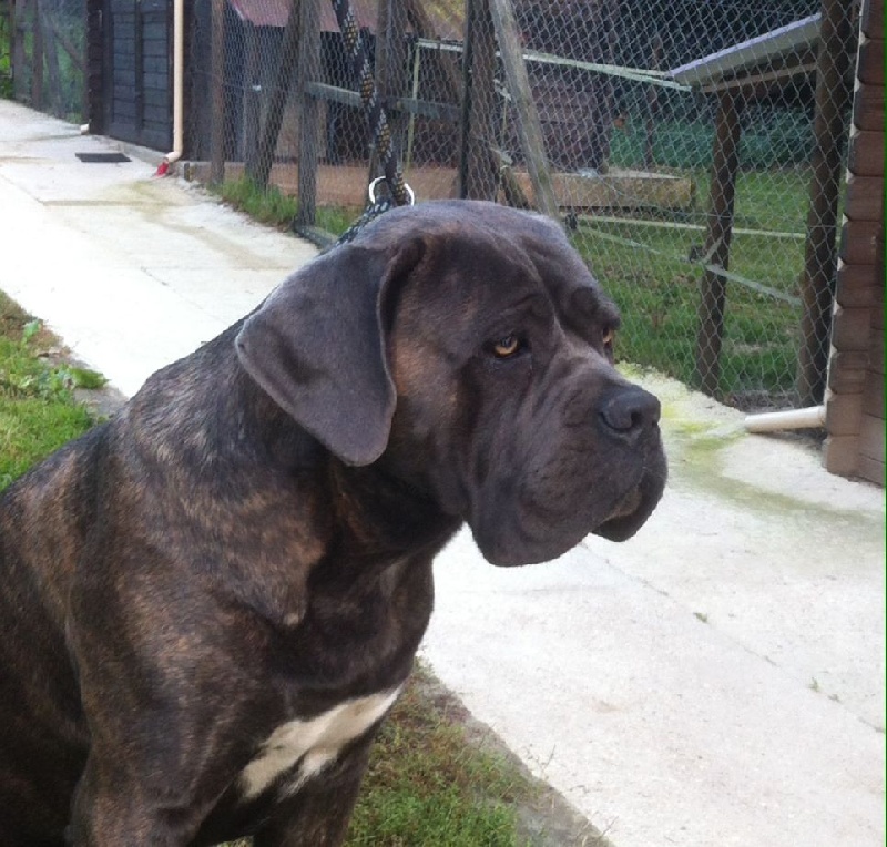 Justice des gardiens du castelas