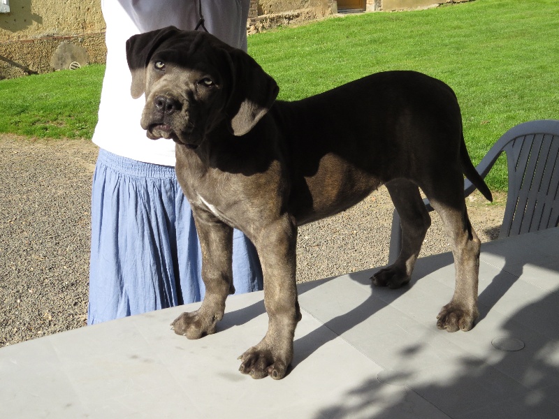 Manduria Des Veilleurs De Saint Michel
