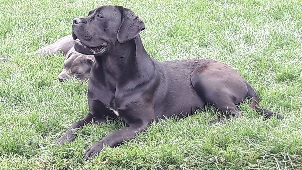 Mamamia De La Colline Du Bonheur