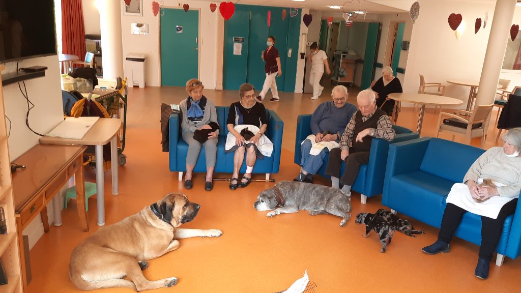 Les chiots découvrent la médiation animale 