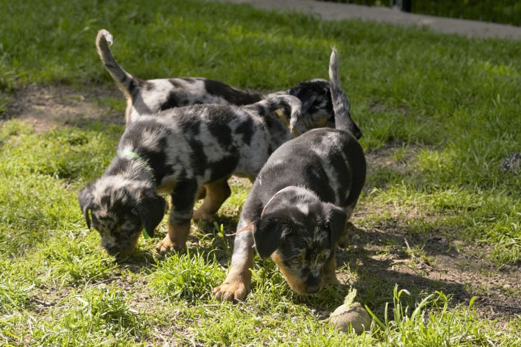 Le choix des chiots a commencé !!!